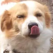 太郎丸