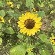 iyoの画像