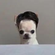 倫の画像
