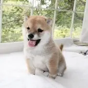 みーちゃんの画像