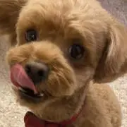 chocoの画像