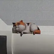 ぱるるの画像