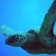 ウミガメの画像