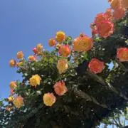 necoの画像