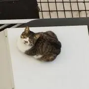おはぎ