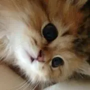 ぷーたんの画像