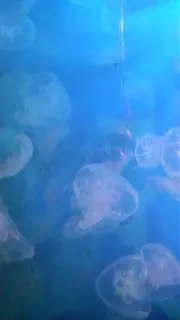 kurage1103の画像
