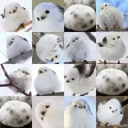 きんぽうげの画像