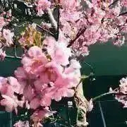 ゆうやけ 匿名配送 6/11、12発送可の画像
