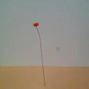 hanatoraの画像