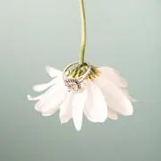 ❁⃘の画像