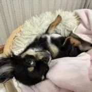 モカモカの画像