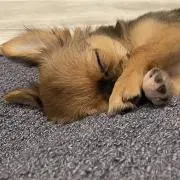すいかくんの画像