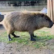 Mokoの画像