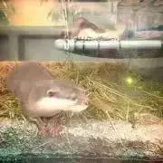 みもも