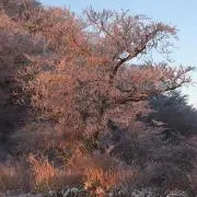 あーたろつ