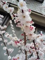 花夢の画像