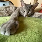 あず姉の画像