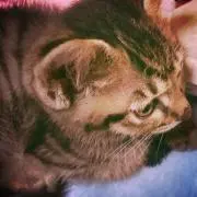 かこの画像