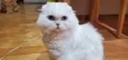 にゃんこ好き