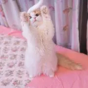 ぴの