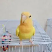 mt*の画像