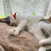 きなちゃん