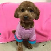 ちょこ丸