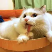 ちょむすけ