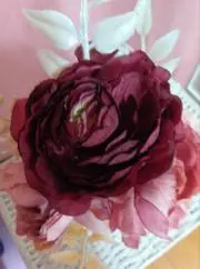 ワカメ
