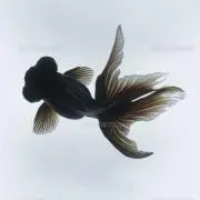 demekinの画像