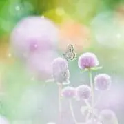 Cの画像