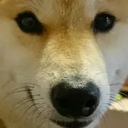 shiba(プロフィール必読)