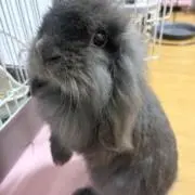 Rinaaa