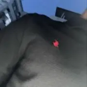 いの画像