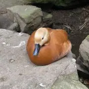 にゃんの画像