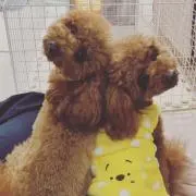 ゆうゆ