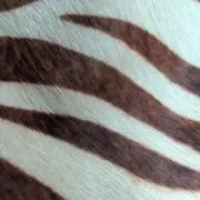 Qmii