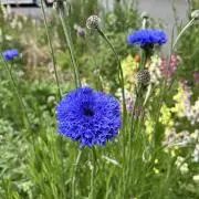 Maygreenの画像