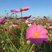 もこもこ