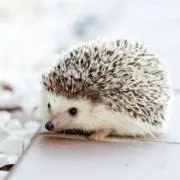 てらお