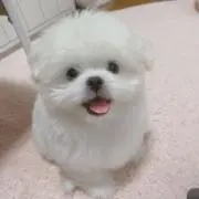 サランの画像