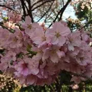 ねる（購入前にプロフィールご覧下さい）