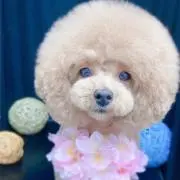 ショコ