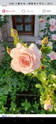 Margretの画像