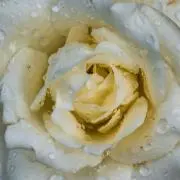 .:*:cocoa.:*プロフ必読