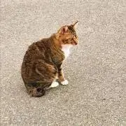 のの画像