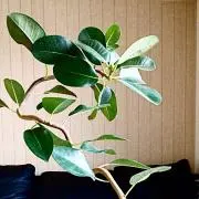 ficoの画像