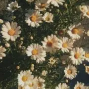 まるこの画像
