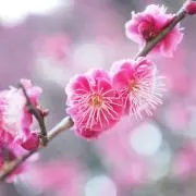 でんの画像